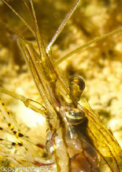 Small shrimp under pier by Bill Van Eyk 
